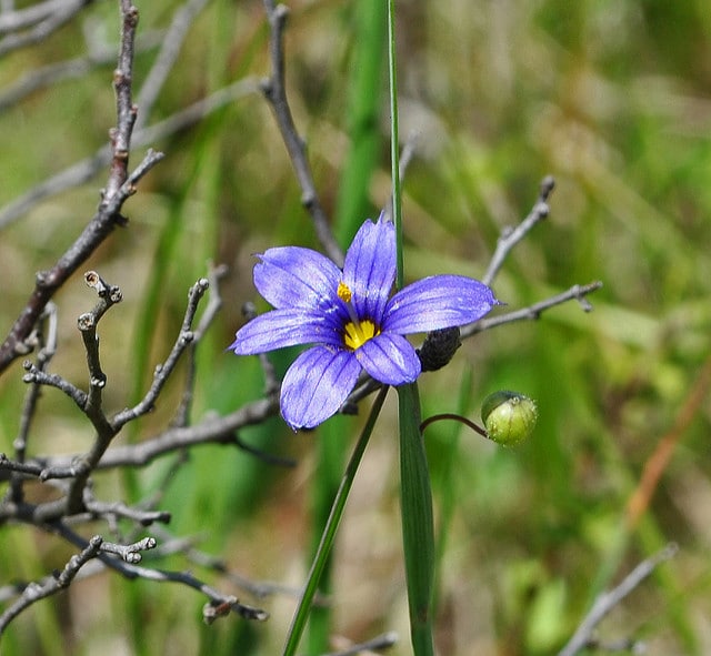 Sisyrinchium campestre (Sisyrinchium campestre)