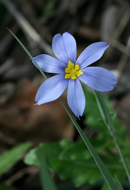 Sisyrinchium chilense