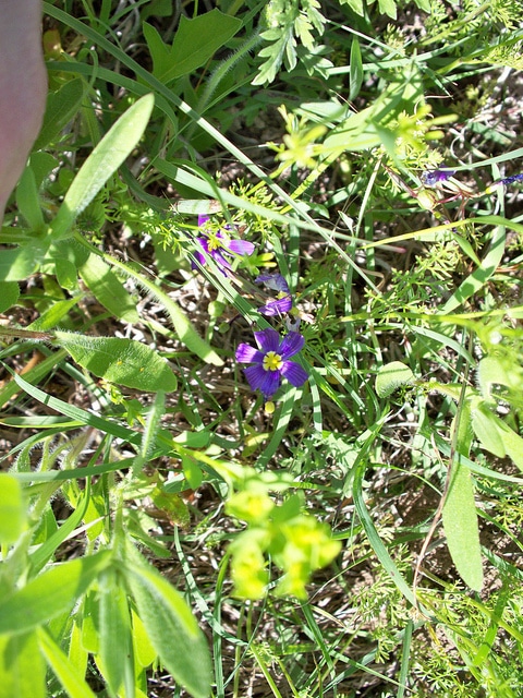 Sisyrinchium chilense