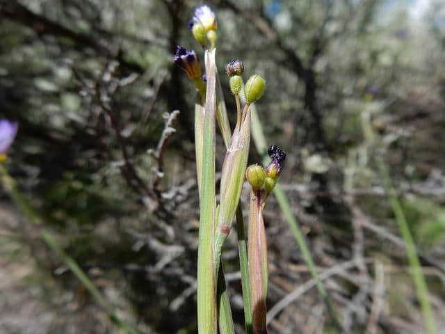 Sisyrinchium idahoense