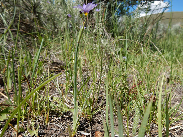 Sisyrinchium idahoense