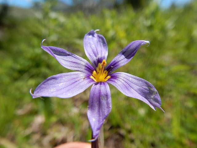 Sisyrinchium idahoense