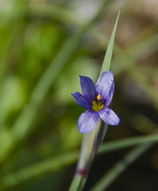 Sisyrinchium idahoense