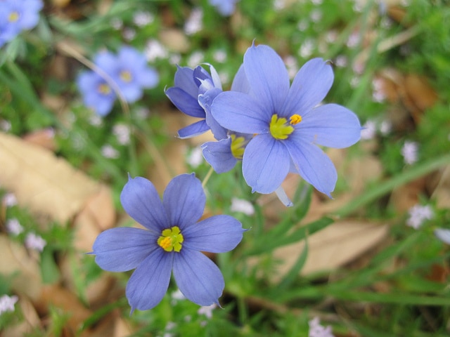 Sisyrinchium idahoense