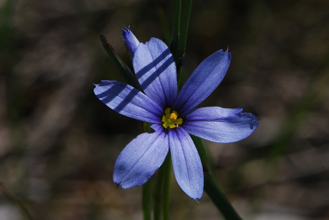 Bermudienne des montagnes