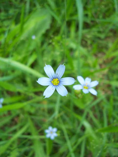 Sisyrinchium mucronatum (Sisyrinchium mucronatum)