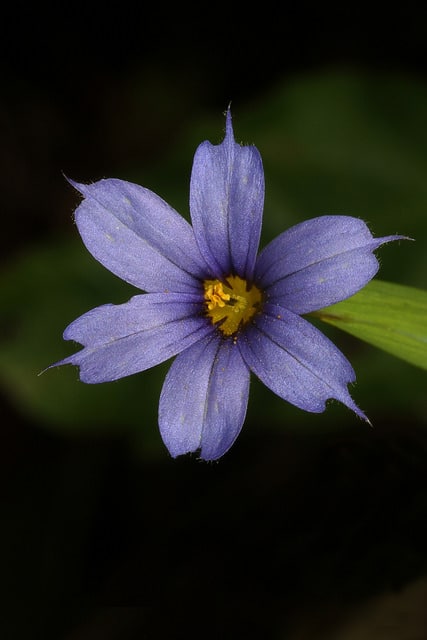 Sisyrinchium mucronatum