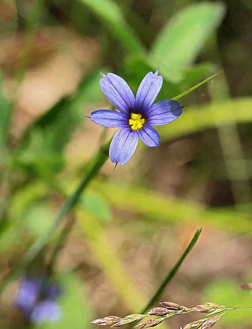 Sisyrinchium mucronatum