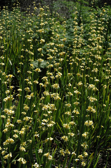 Sisyrinchium striatum (Sisyrinchium striatum)