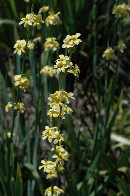 Sisyrinchium striatum