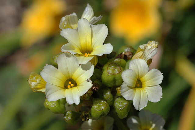 Sisyrinchium striatum