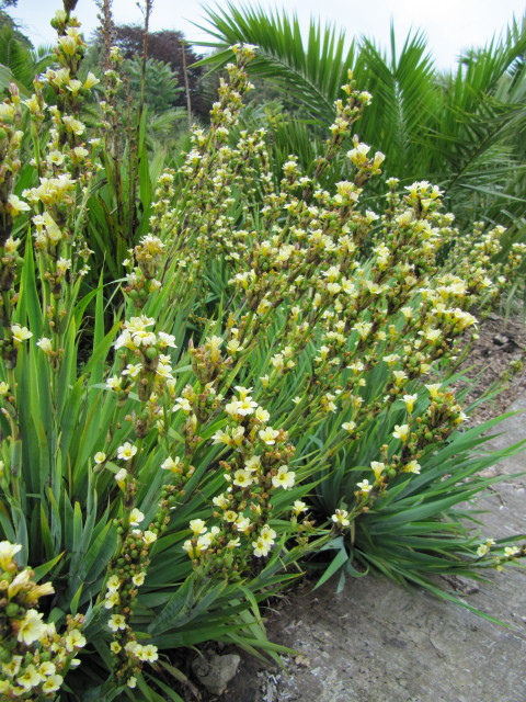Sisyrinchium striatum