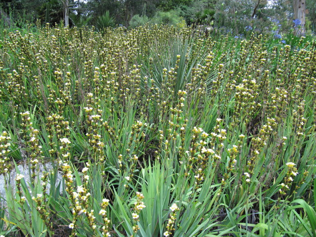 Sisyrinchium striatum