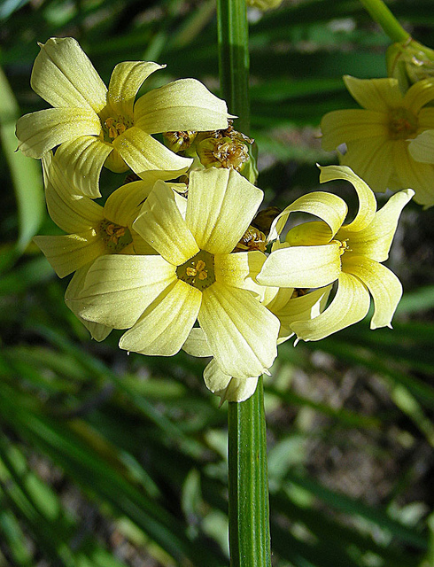 Sisyrinchium striatum