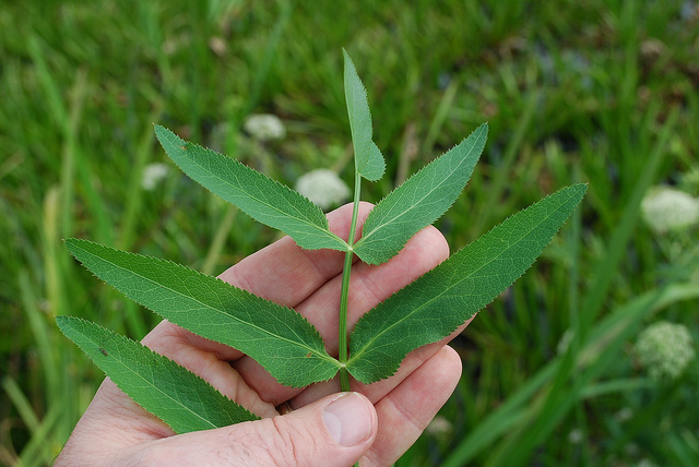Berle à larges feuilles