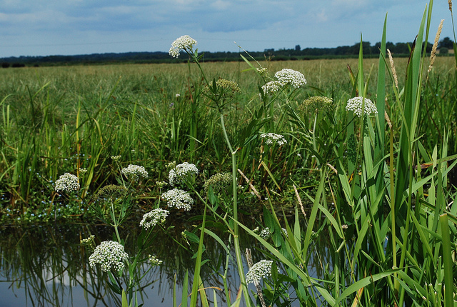Berle à larges feuilles (Sium latifolium)