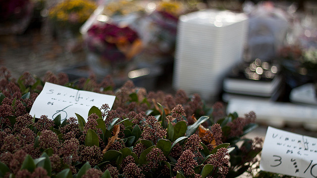 Skimmia du japon (Skimmia japonica)