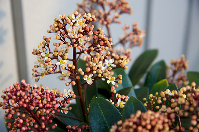 Skimmia du japon