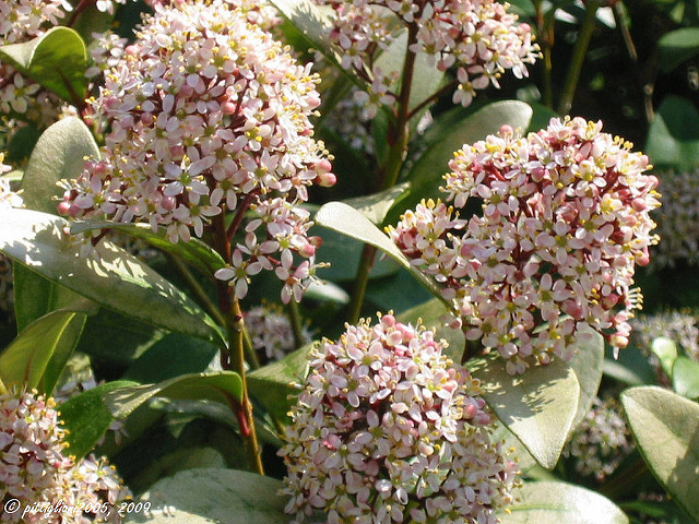 Skimmia du japon