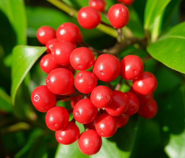 Skimmia du japon