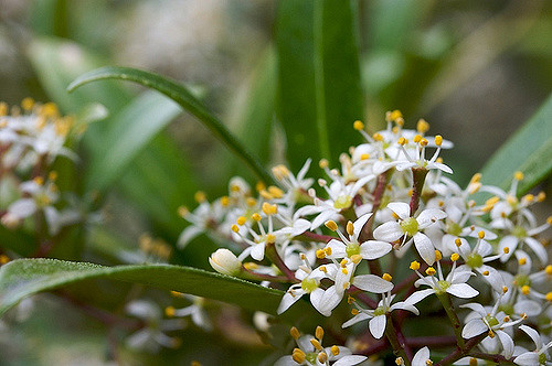 Skimmia du japon
