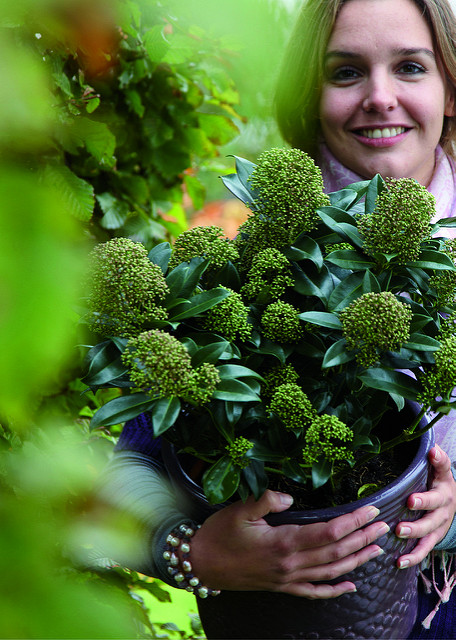 Skimmia du japon