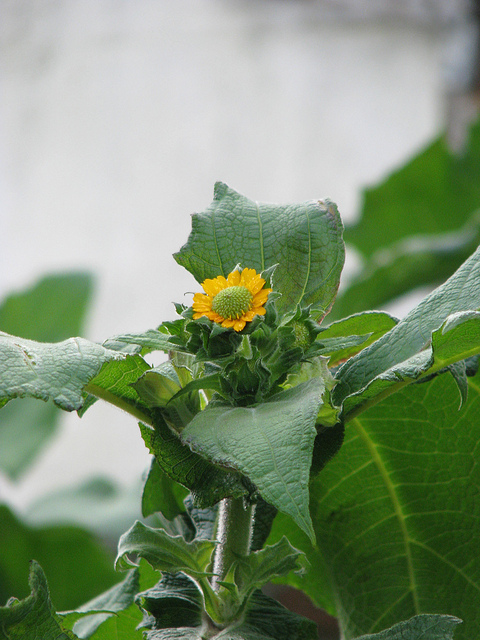 Poire de terre (Smallanthus sonchifolius)