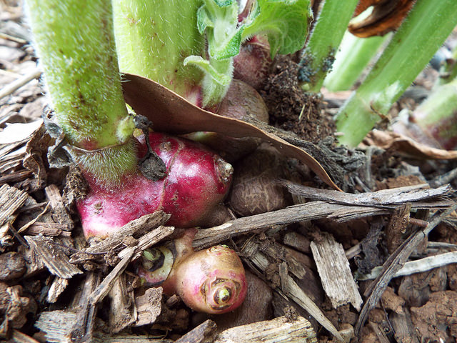 Poire de terre