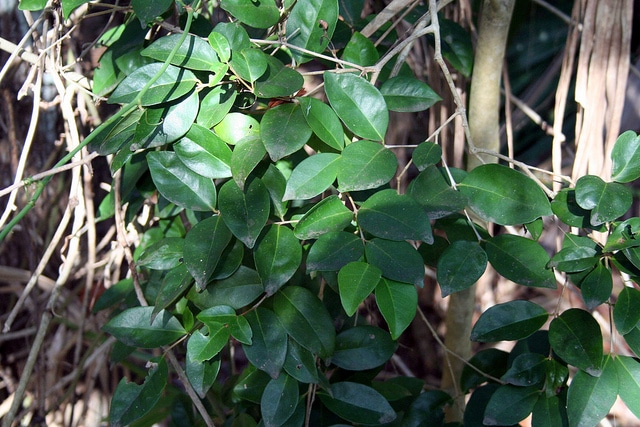 Smilax auriculata