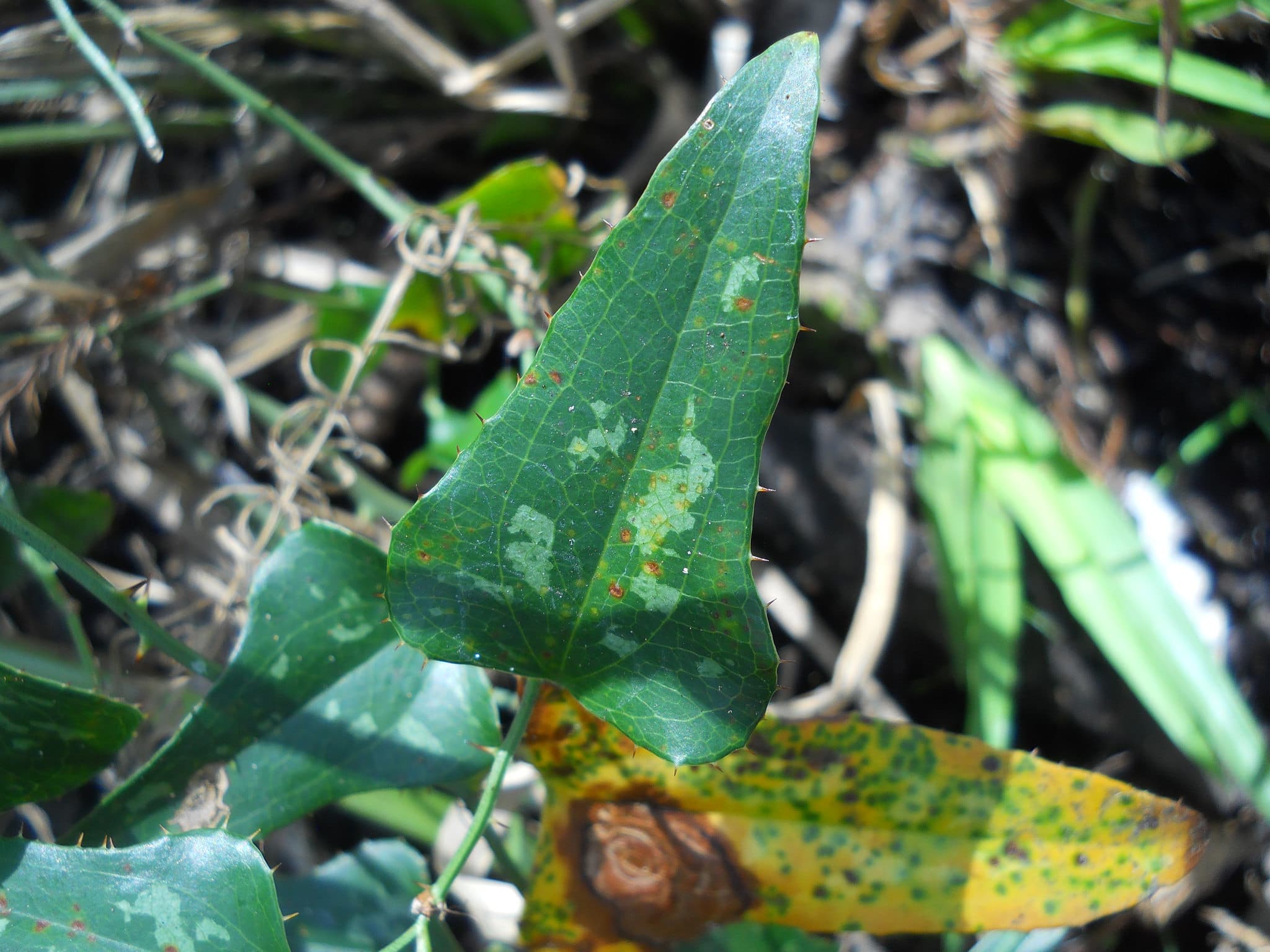 Smilax bona-nox