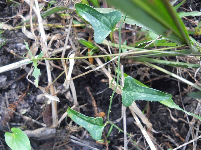 Smilax bona-nox