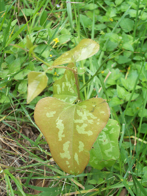 Smilax bona-nox