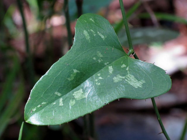 Smilax bona-nox