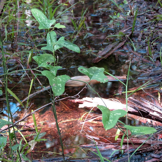 Smilax bona-nox