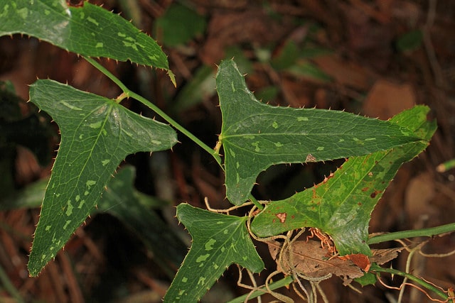 Smilax bona-nox