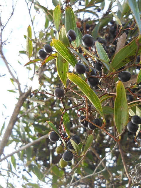 Smilax laurifolia