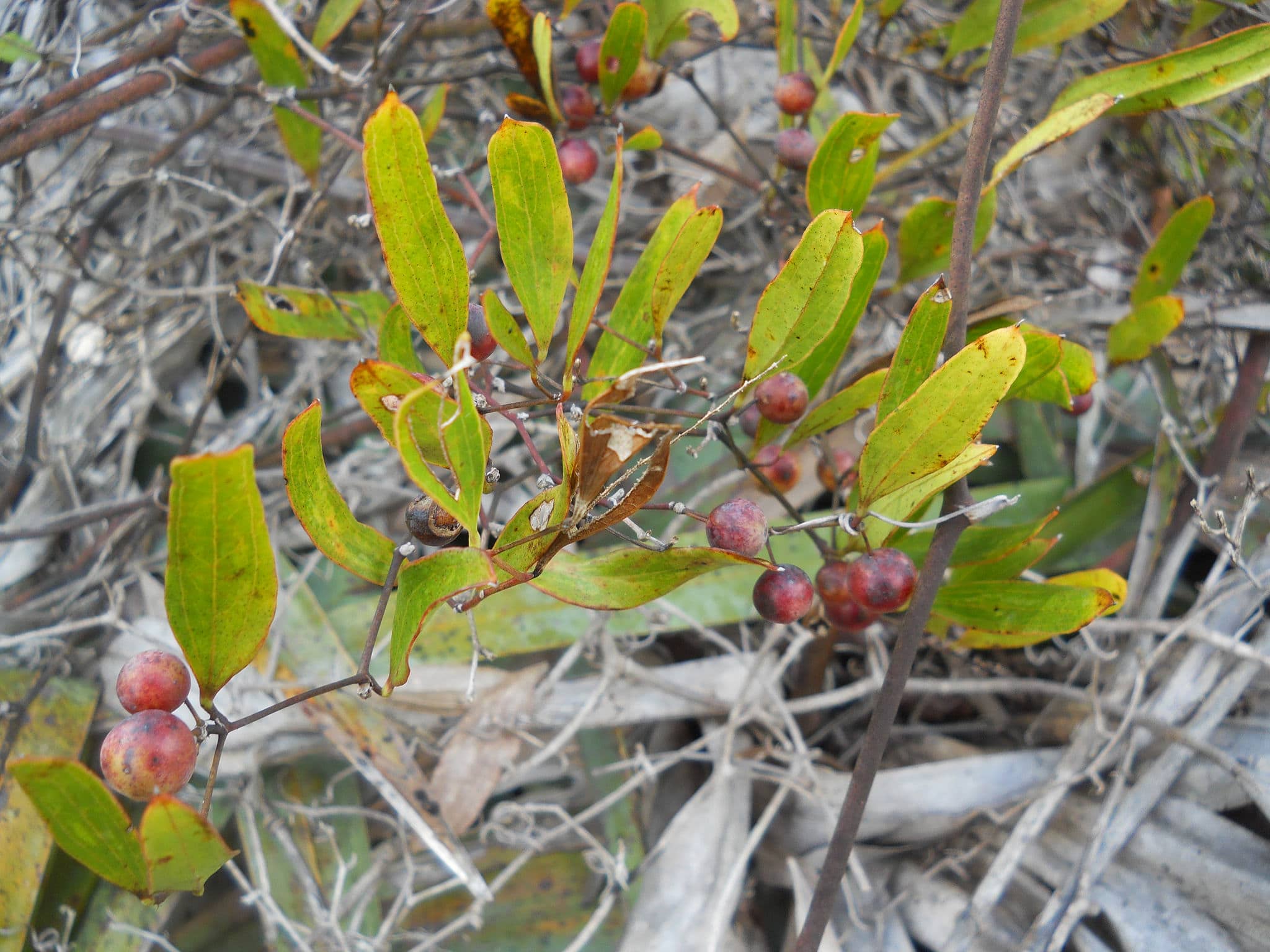 Smilax laurifolia