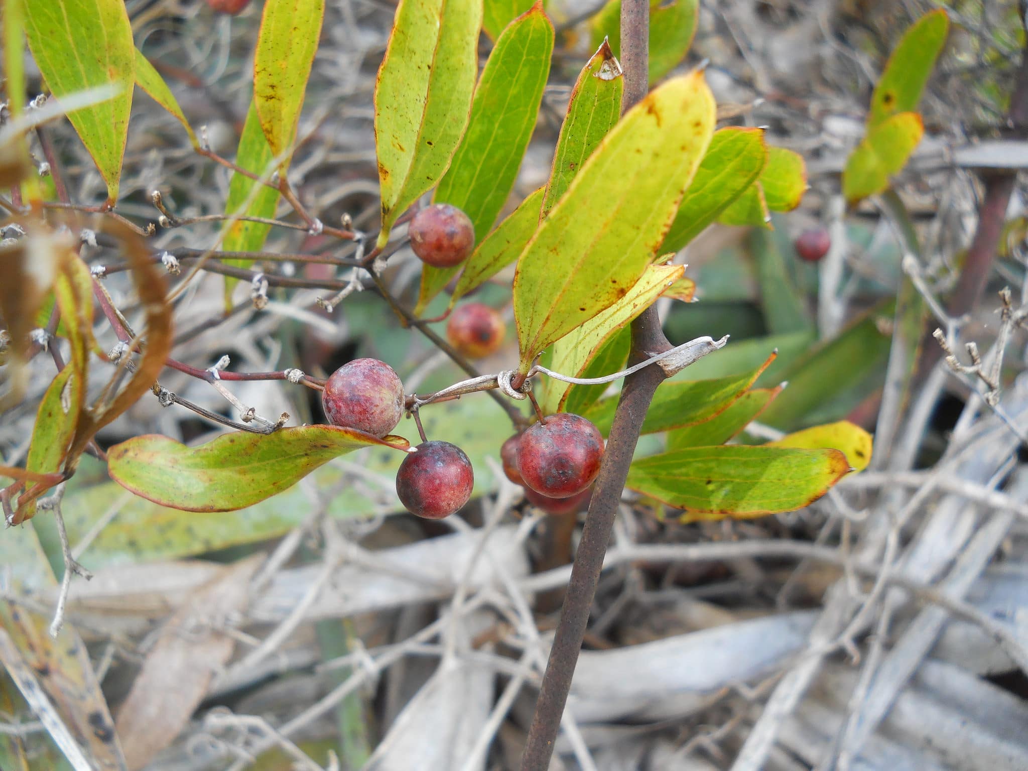 Smilax laurifolia