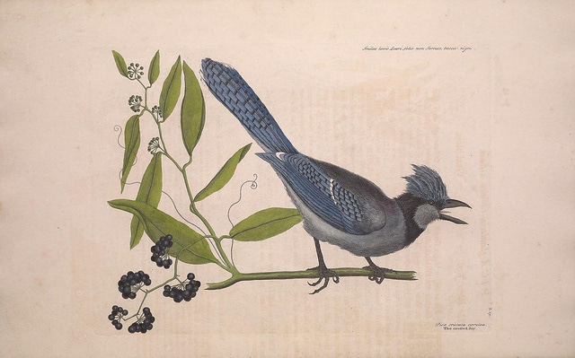 Smilax laurifolia