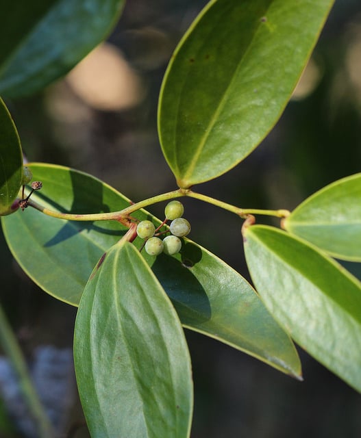 Smilax laurifolia