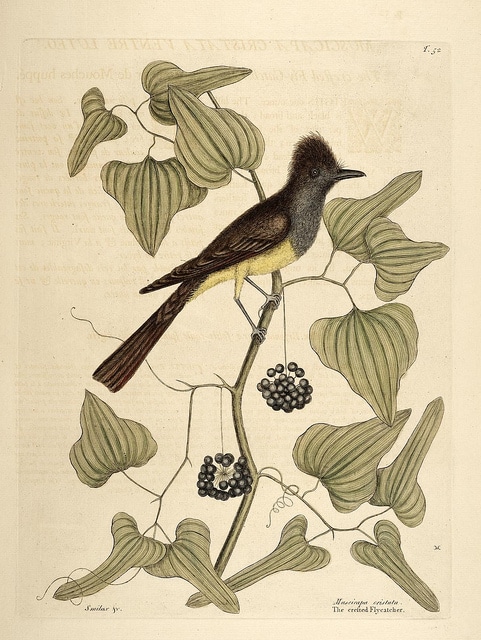 Smilax tamnoides