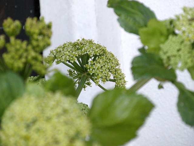 Maceron (Smyrnium olusatrum)