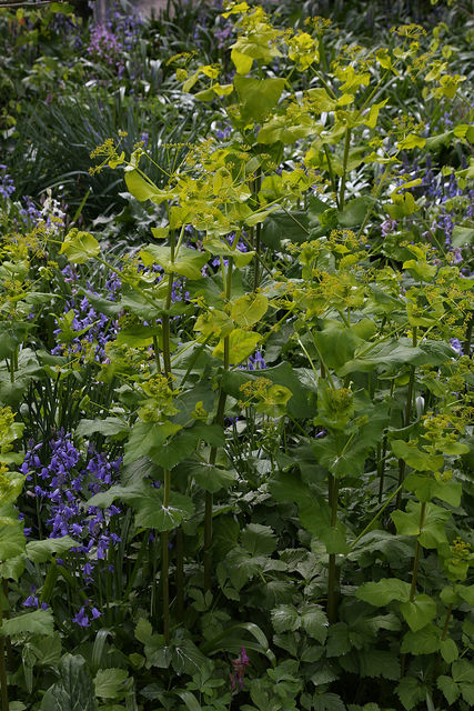 Maceron perfolié (Smyrnium perfoliatum)