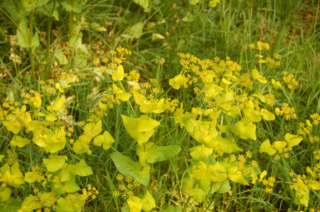 Maceron perfolié