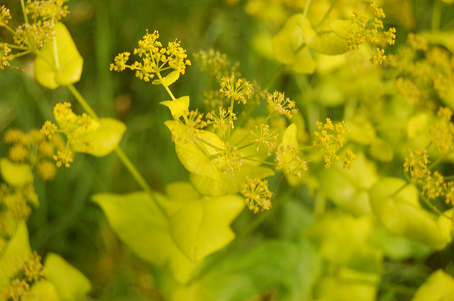 Maceron perfolié