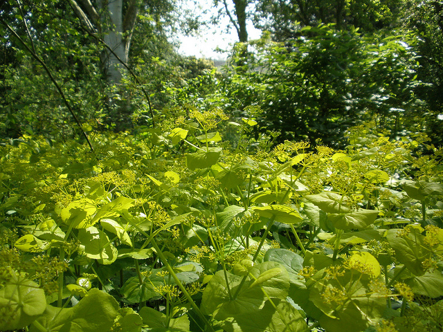 Maceron perfolié