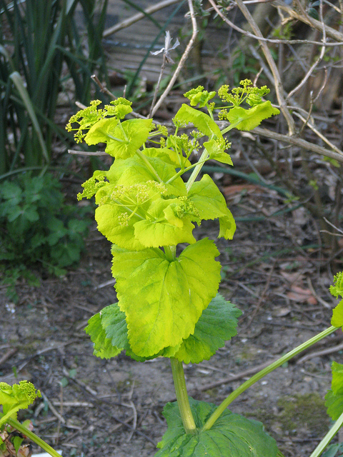 Maceron perfolié