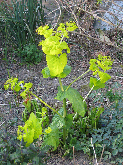 Maceron perfolié