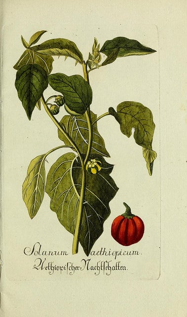 Solanum aethiopicum