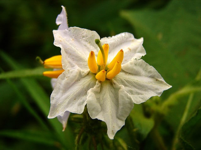 Solanum carolinense